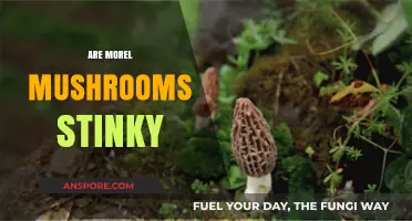 Do Morel Mushrooms Smell Bad? Uncovering the Truth About Their Aroma