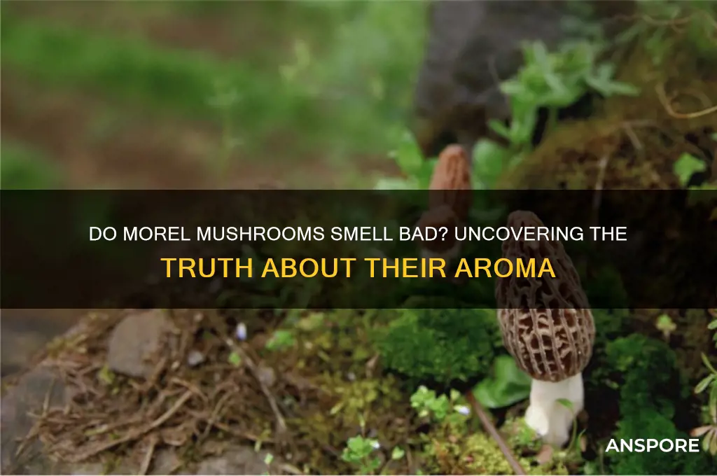 are morel mushrooms stinky
