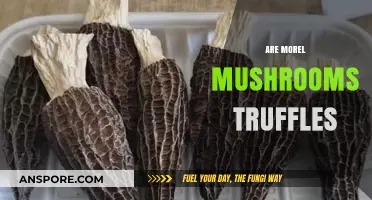 Morel Mushrooms vs. Truffles: Unraveling the Fungal Confusion