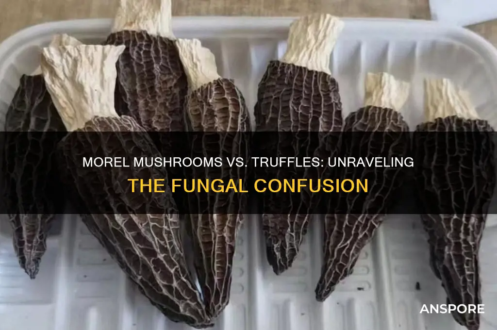 are morel mushrooms truffles