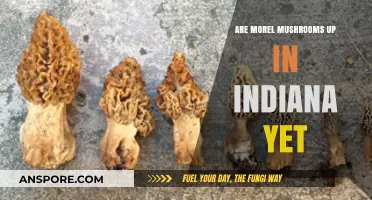 Are Morel Mushrooms in Season Yet? Indiana's Foraging Update