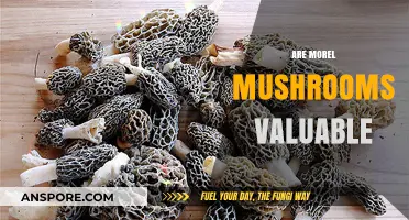 Are Morel Mushrooms Valuable? Exploring Their Worth and Culinary Appeal