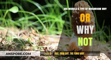 Are Morels Mushrooms? Unveiling the Truth About These Forest Delicacies