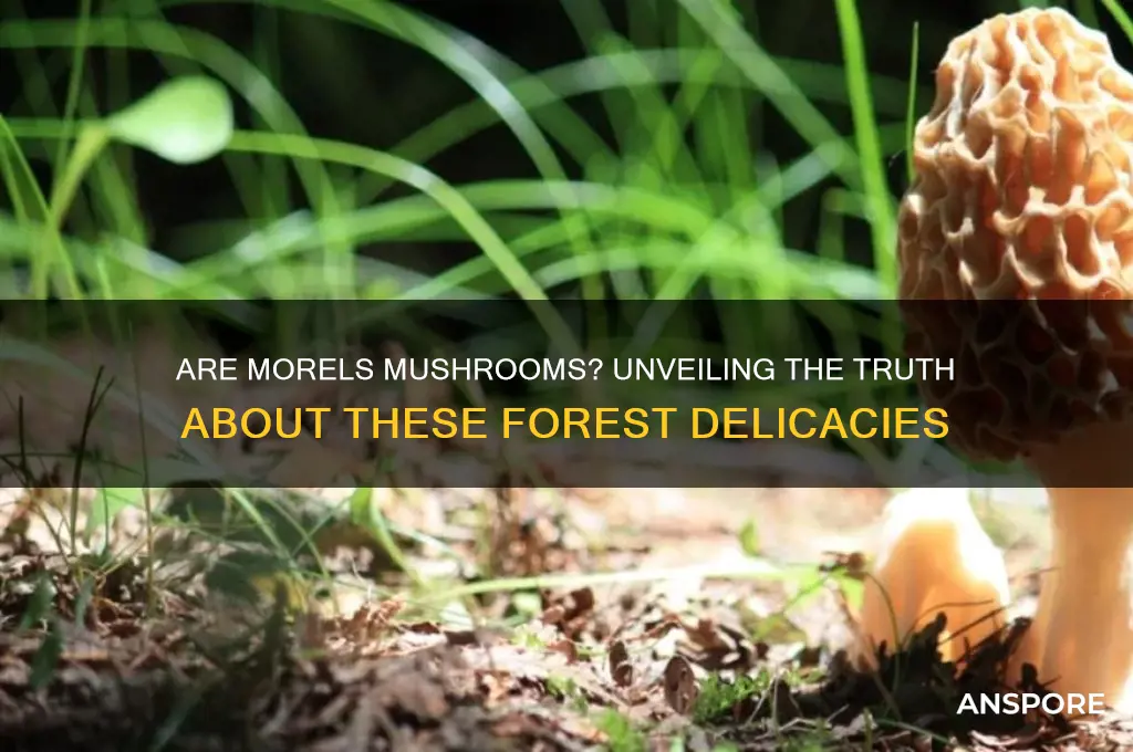 are morels a type of mushroom why or why not