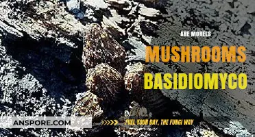 Are Morels Basidiomycota? Unveiling the Fungal Classification Mystery