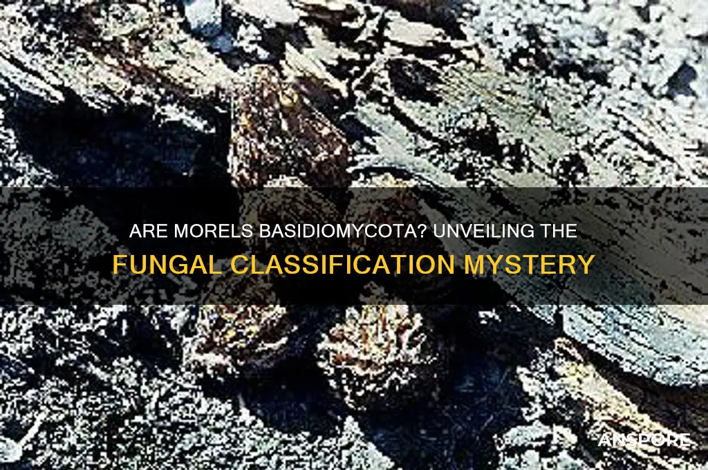 are morels mushrooms basidiomycota