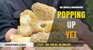 Are Morels Popping Up Yet? Tracking the Elusive Spring Mushroom