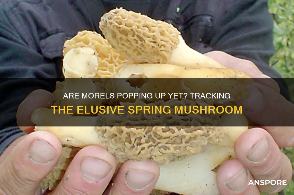 are morels mushrooms popping up yet