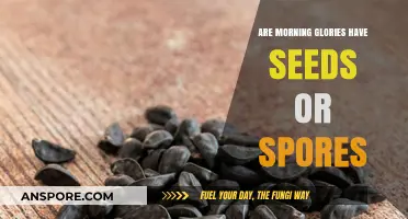 Morning Glories: Seeds or Spores? Unraveling the Botanical Mystery