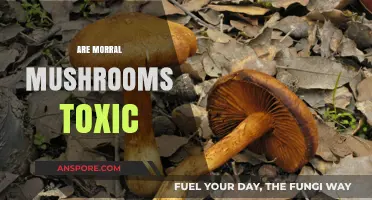 Are Morral Mushrooms Toxic to Eat?