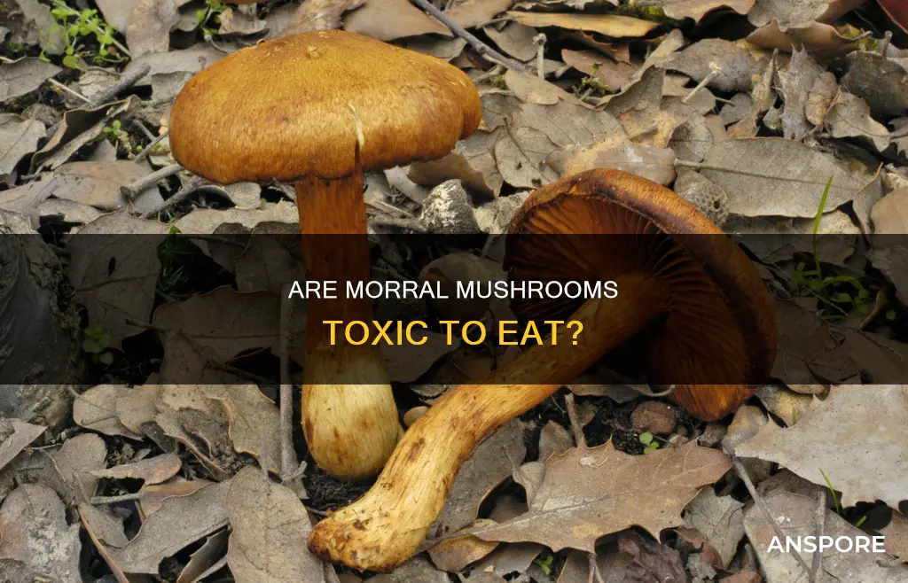 are morral mushrooms toxic
