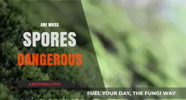 Are Moss Spores Dangerous? Uncovering the Truth About Moss Exposure