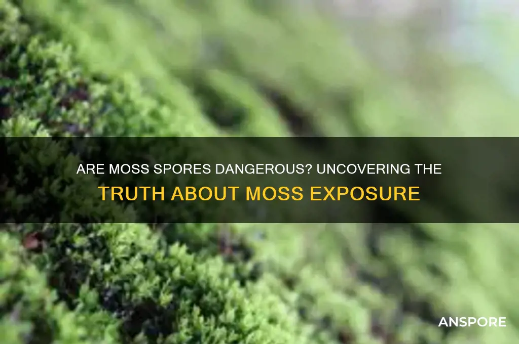 are moss spores dangerous