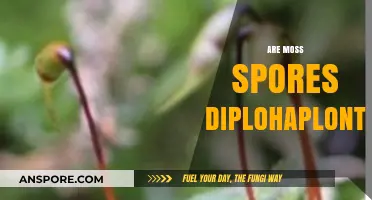 Understanding Moss Spores: Are They Diplohaplontic? A Detailed Look