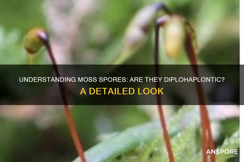 are moss spores diplohaplontic