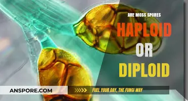 Understanding Moss Spores: Haploid or Diploid? A Detailed Exploration