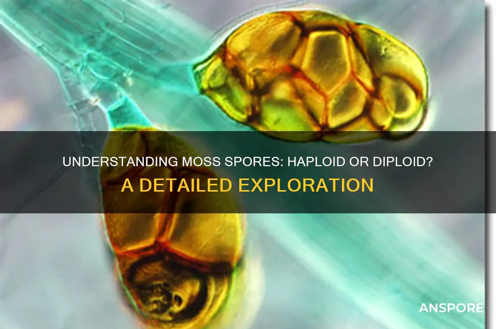 are moss spores haploid or diploid