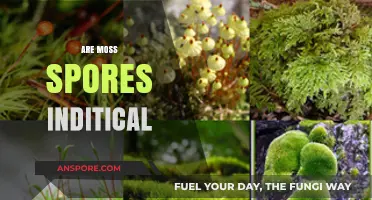 Are Moss Spores Identical? Unveiling the Diversity in Moss Reproduction