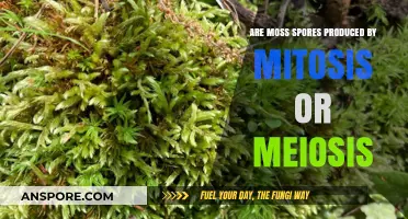 Moss Spores: Mitosis or Meiosis? Unraveling the Reproduction Mystery
