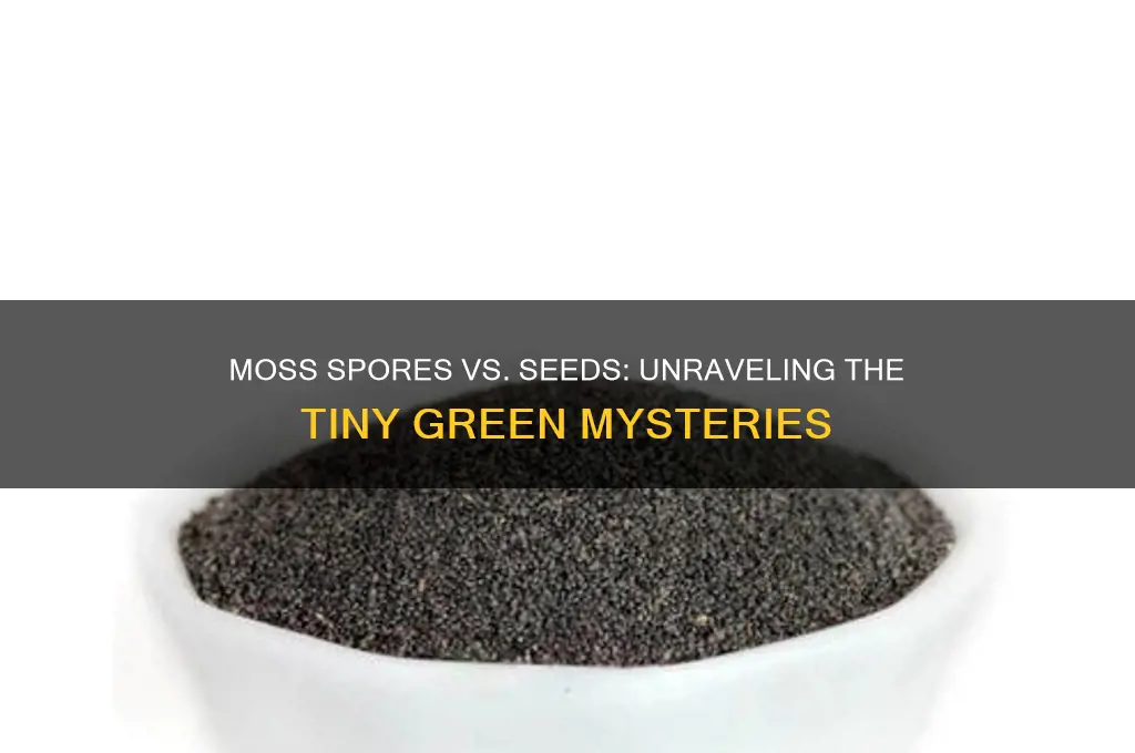 are moss spores seeds