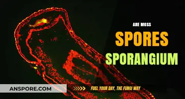 Moss Spores vs. Sporangium: Unraveling the Tiny Reproductive Structures