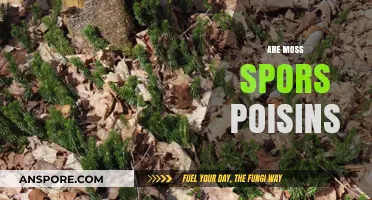 Are Moss Spores Poisonous? Uncovering the Truth About Moss Safety