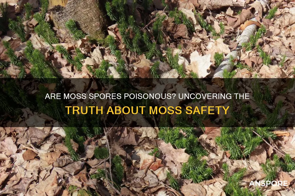 are moss spors poisins