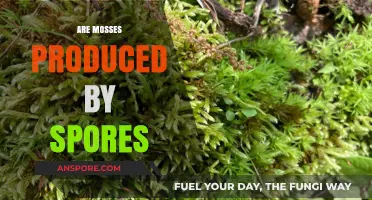 Moss Reproduction: Understanding How Spores Create These Tiny Plants