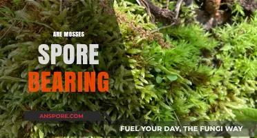 Mosses and Spores: Unveiling the Truth About Their Reproduction