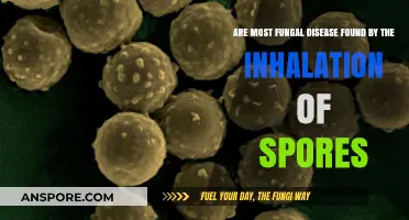 Inhaling Fungal Spores: Uncovering the Truth About Common Fungal Diseases