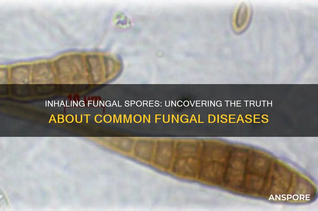 are most fungal disease found by the inhalation of spores