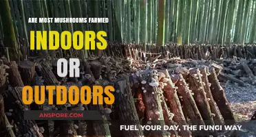 Indoor vs. Outdoor Mushroom Farming: Which Method Dominates?