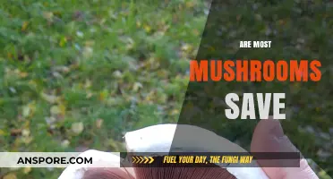 Mushrooms: Are They Safe to Eat?