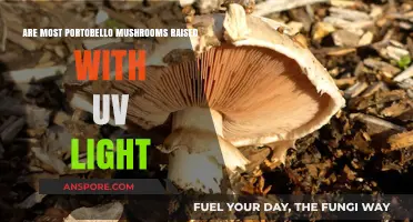 UV Light and Portobello Mushrooms: Unveiling Their Cultivation Secrets