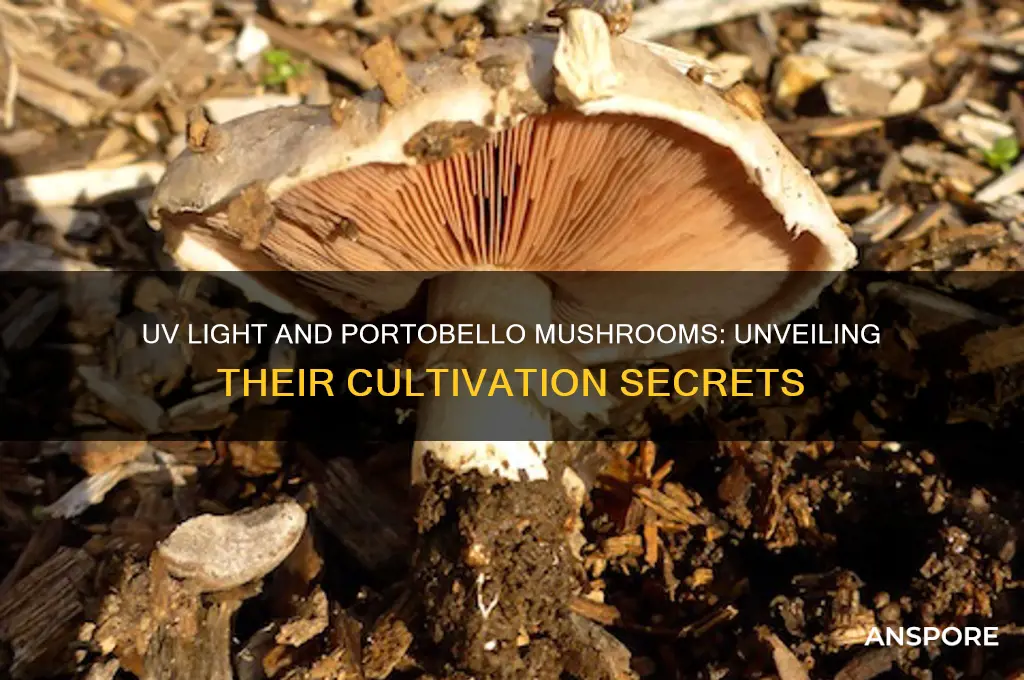 are most portobello mushrooms raised with uv light