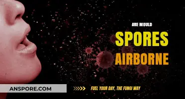Are Mould Spores Airborne? Unveiling the Truth About Indoor Air Quality