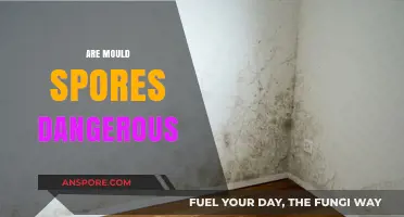 Are Mould Spores Dangerous? Understanding Health Risks and Prevention