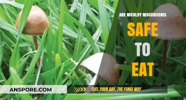 Mouldy Mushrooms: Are They Safe to Eat or Toxic?