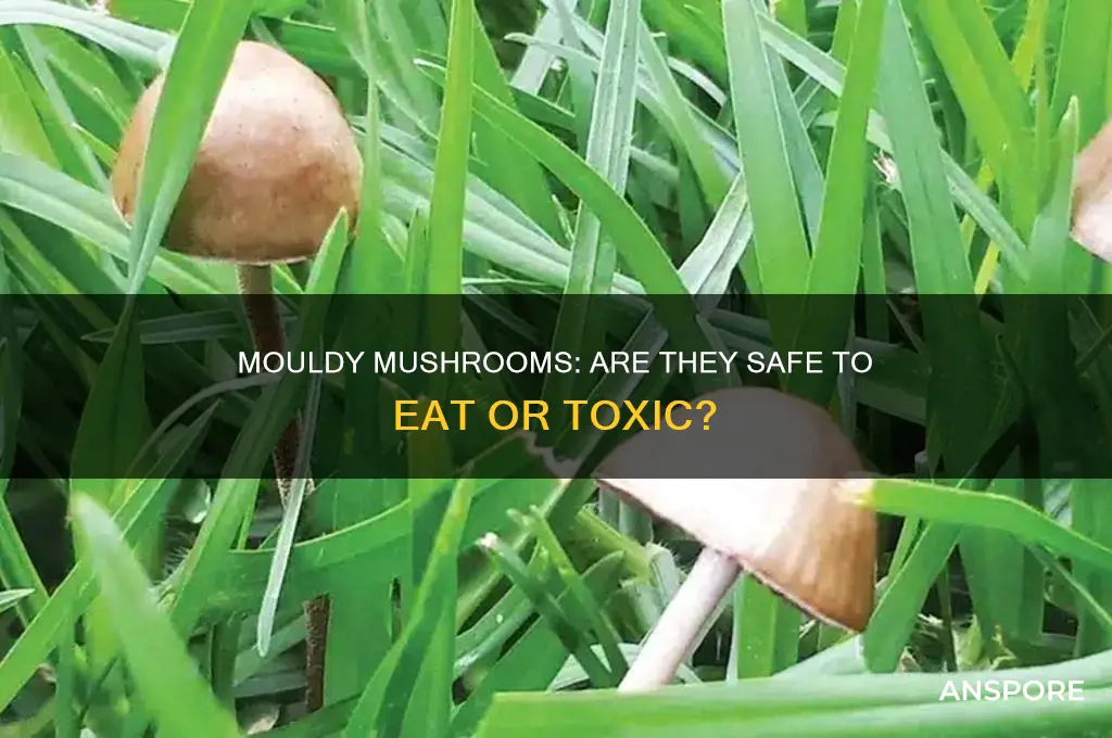 are mouldy mushrooms safe to eat