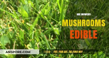 Can You Eat Mower Mushrooms? Edibility and Safety Explained