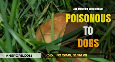 Are Mowers Mushrooms Poisonous to Dogs? Risks and Safety Tips