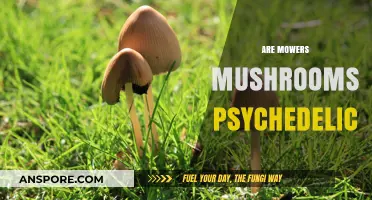 Psychedelic Mushrooms: Are Lawnmowers the New Magic Mushrooms?