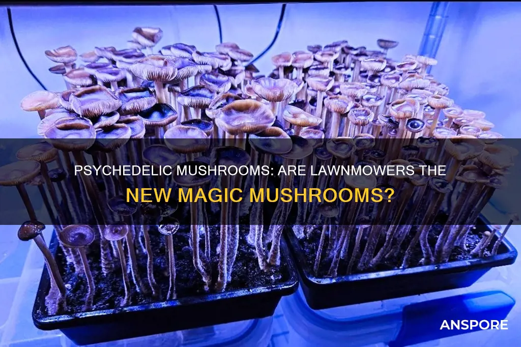 are mowers mushrooms psychedelic