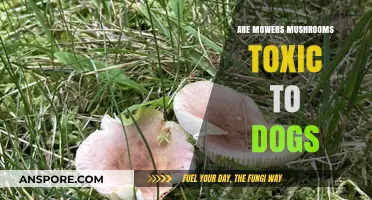 Are Mowers Mushrooms Toxic to Dogs? A Safety Guide