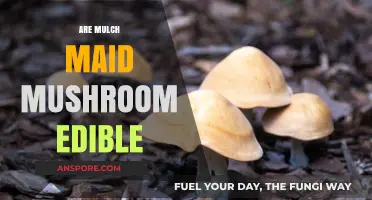 Are Mulch Maid Mushrooms Edible? A Comprehensive Guide to Safety