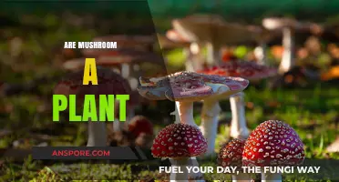 Mushroom Mystery: Are They Plants or Not?