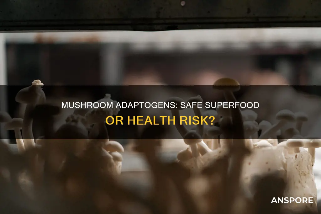 are mushroom adaptogens safe