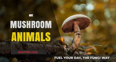 Mushrooms: Animal, Vegetable, or Mineral?