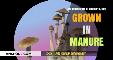 Are Grocery Store Mushrooms Grown in Manure? The Truth Revealed