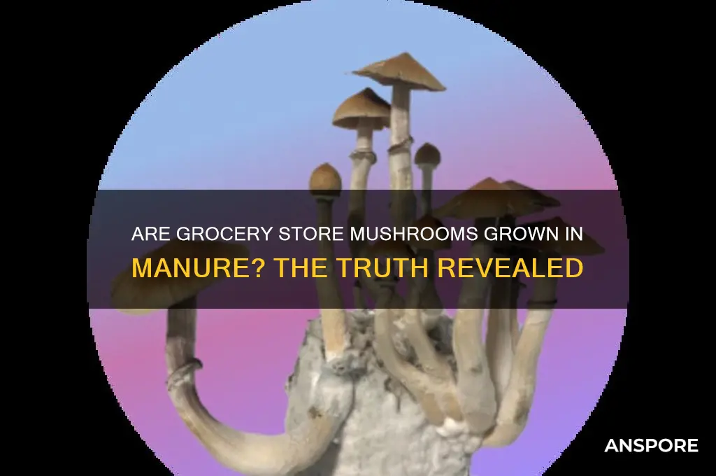 are mushroom at grocery store grown in manure